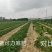 山东章姬甜宝奶油草莓苗。保证无病菌，易栽活，成活率高