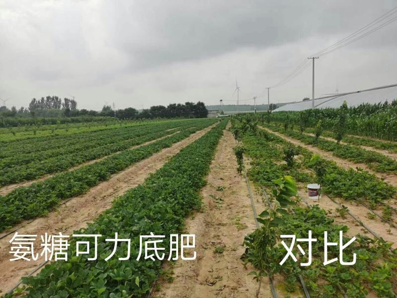山东章姬甜宝奶油草莓苗。保证无病菌，易栽活，成活率高