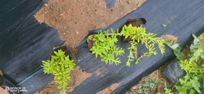 垂盆草佛甲草山东青州货源苗圃直发