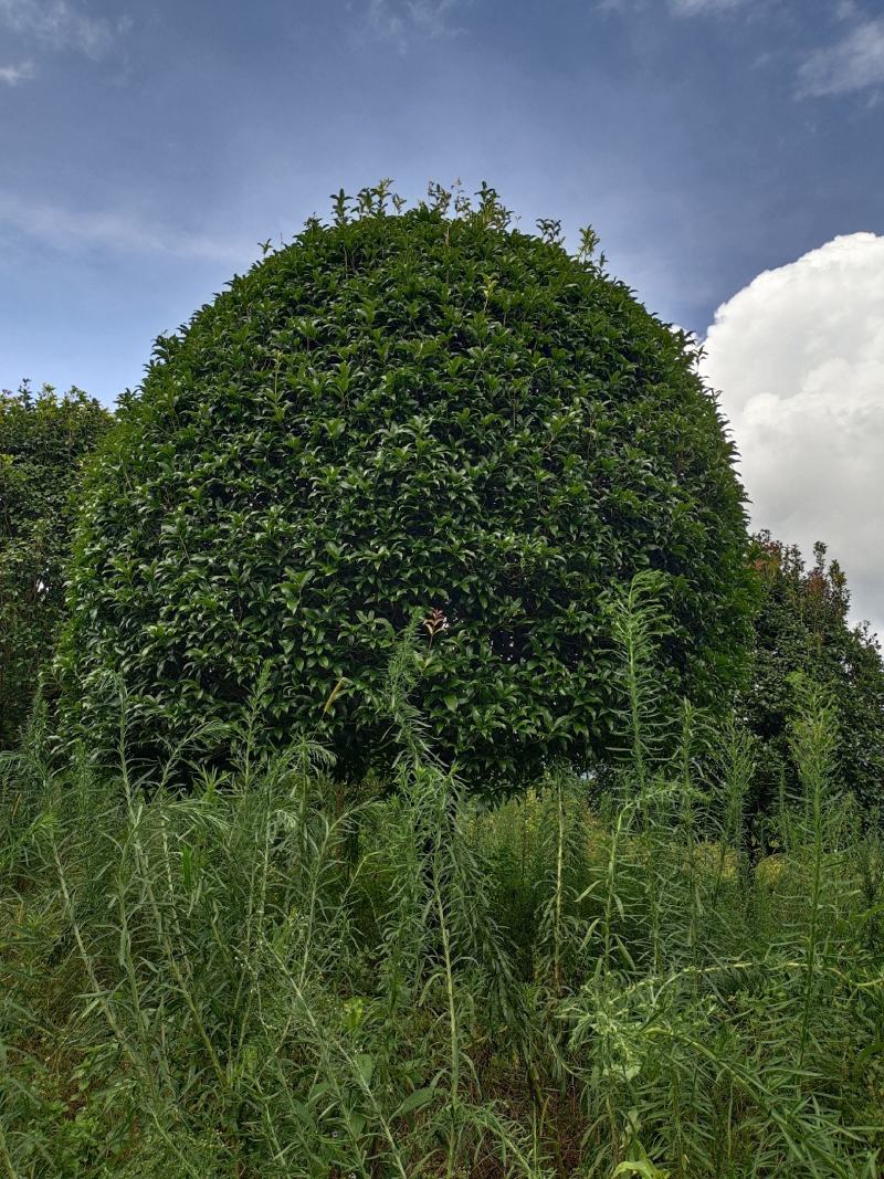 精品桂花，广西桂林苗木基地常年供应15/20公分精品桂花