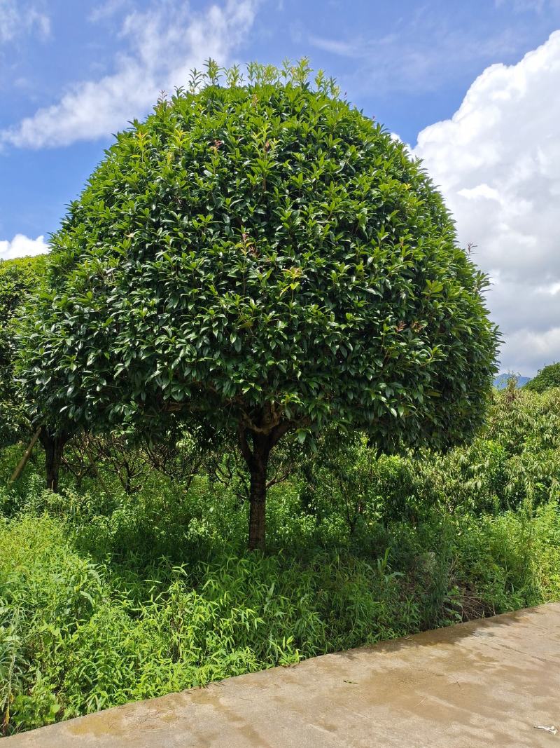 精品桂花，广西桂林苗木基地常年供应15/20公分精品桂花
