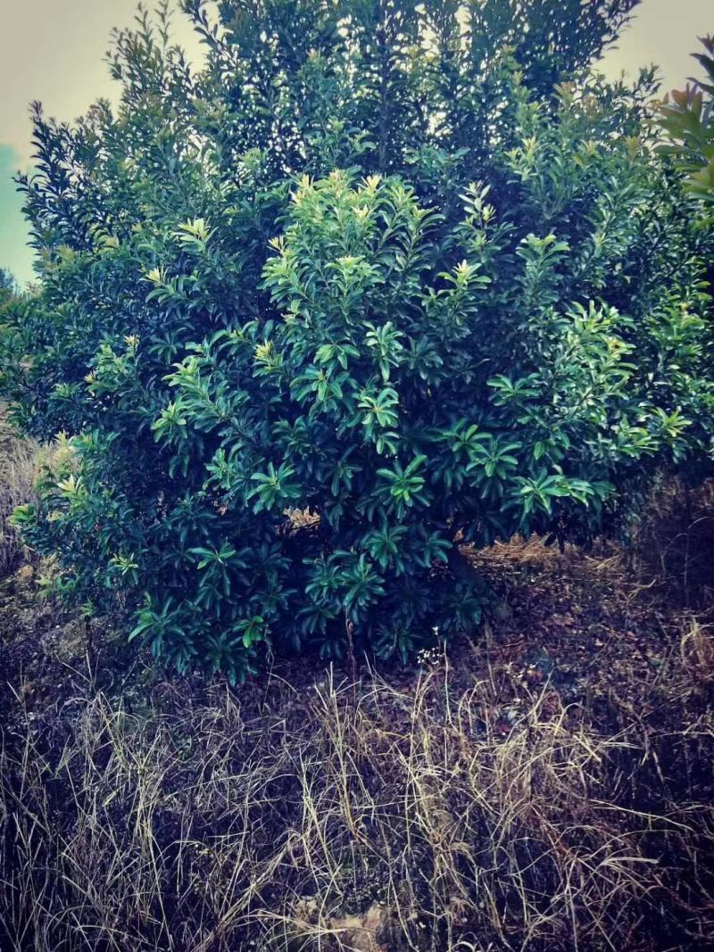 杨梅，广西桂林苗木基地，常年供应精品杨梅球，2/4米冠
