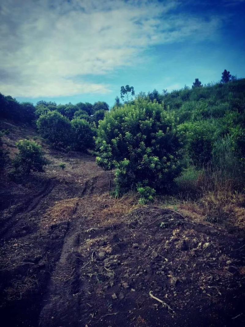 杨梅，广西桂林苗木基地，常年供应精品杨梅球，2/4米冠