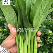 油青菜心种子侧芽少颜色靓绿苔骨粗大甜脆无渣基地专用