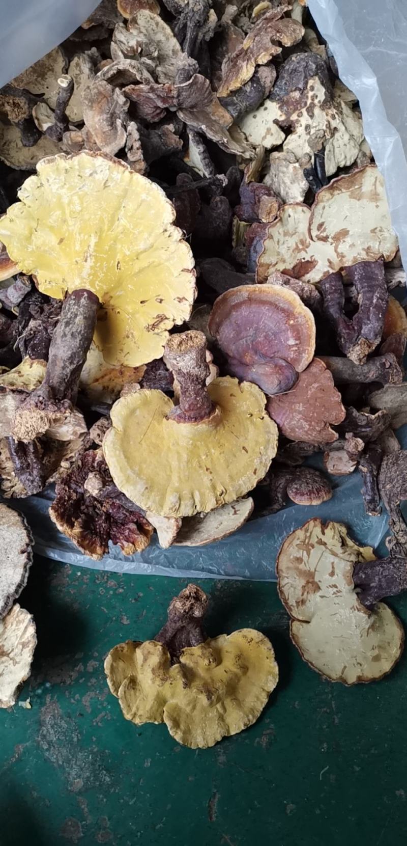 云南楚雄哀牢山原始森林赤灵芝老家产地货源大量供应