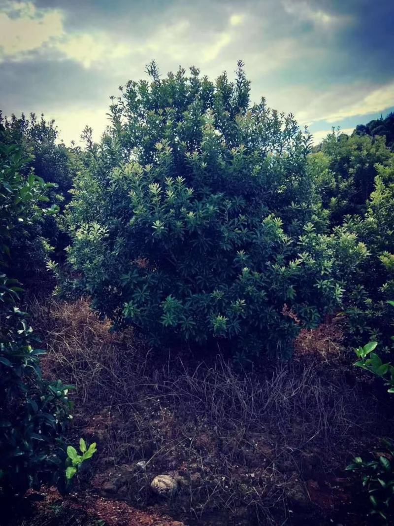 杨梅，广西桂林苗木基地，常年供应精品杨梅球，2/4米冠