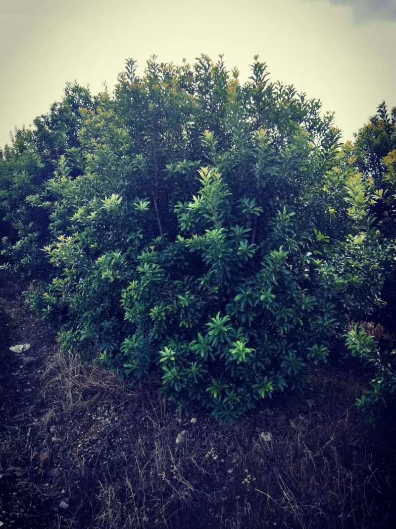 杨梅，广西桂林苗木基地，常年供应精品杨梅球，2/4米冠