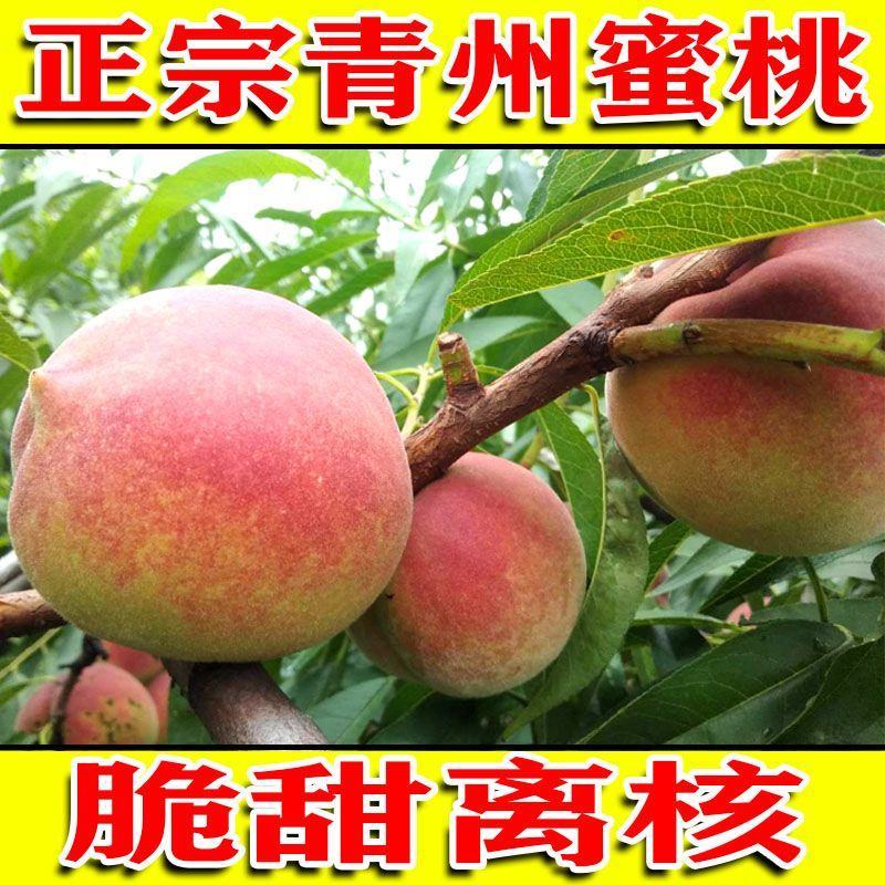 正宗青州蜜桃大量上市产地直发离核脆甜电商一件代发