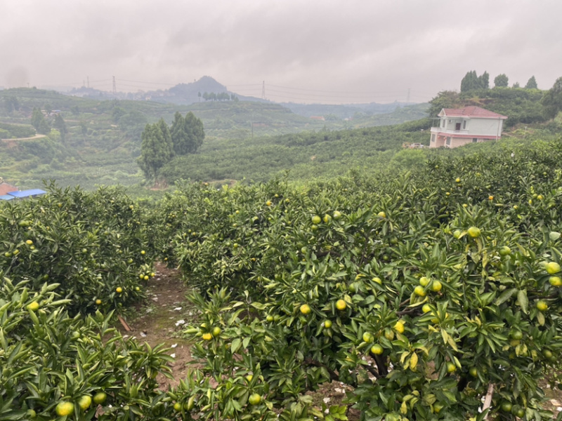 资阳特早蜜桔大量上市