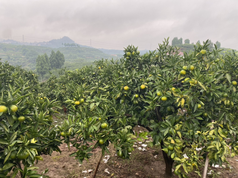 资阳特早蜜桔大量上市