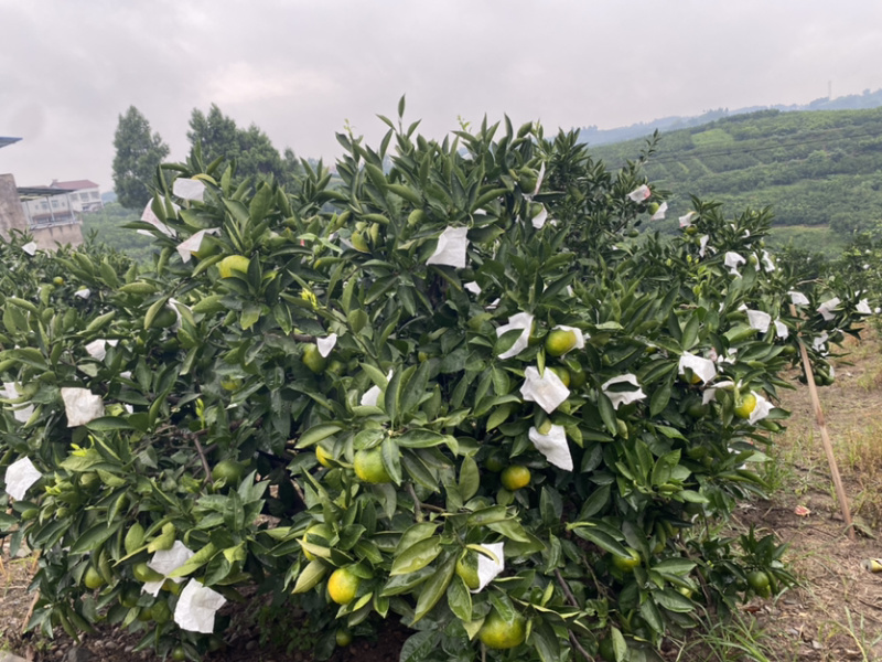 资阳特早蜜桔大量上市