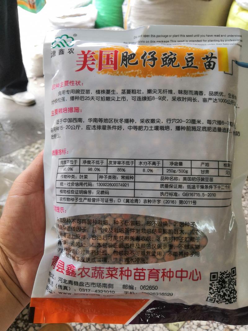 肥仔豌豆苗高产抗病外形美观，广州蔬菜基地专用品种