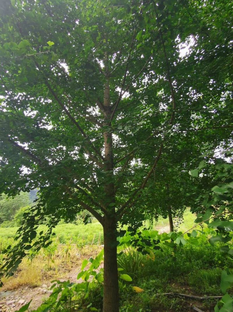 银杏树，广西桂林苗木基地，常年供应5/100公分银杏树