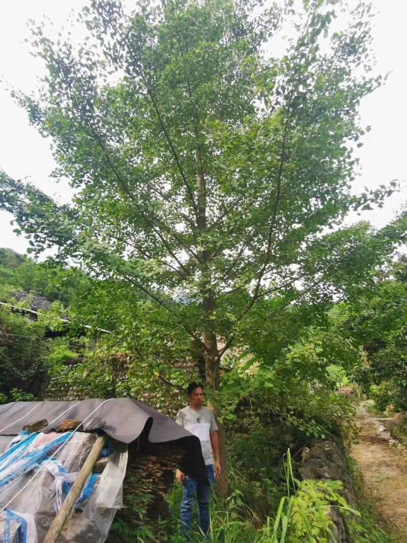 银杏树，广西桂林苗木基地，常年供应5/100公分银杏树