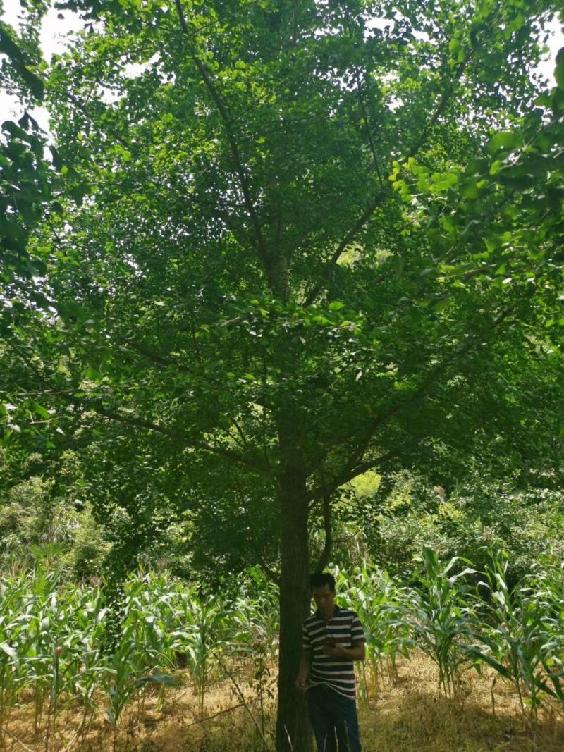 银杏树，广西桂林苗木基地，常年供应5/100公分银杏树