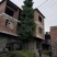 银杏树，广西桂林苗木基地，常年供应5/100公分银杏树