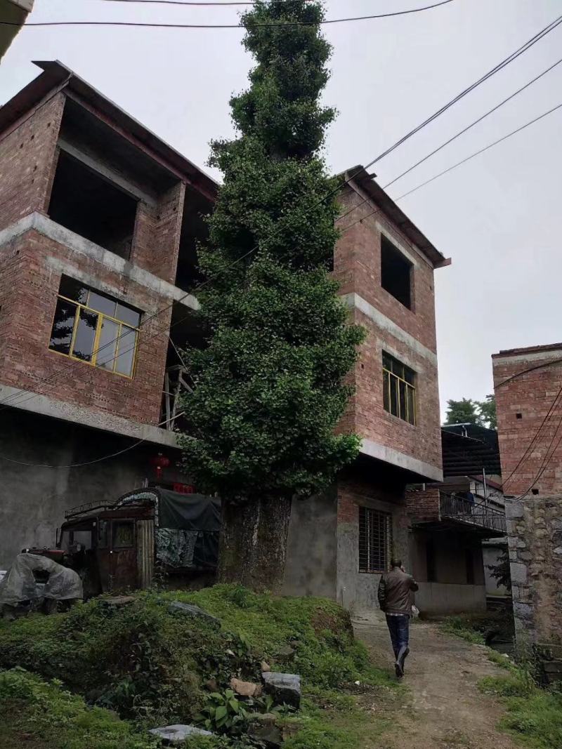 银杏树，广西桂林苗木基地，常年供应5/100公分银杏树