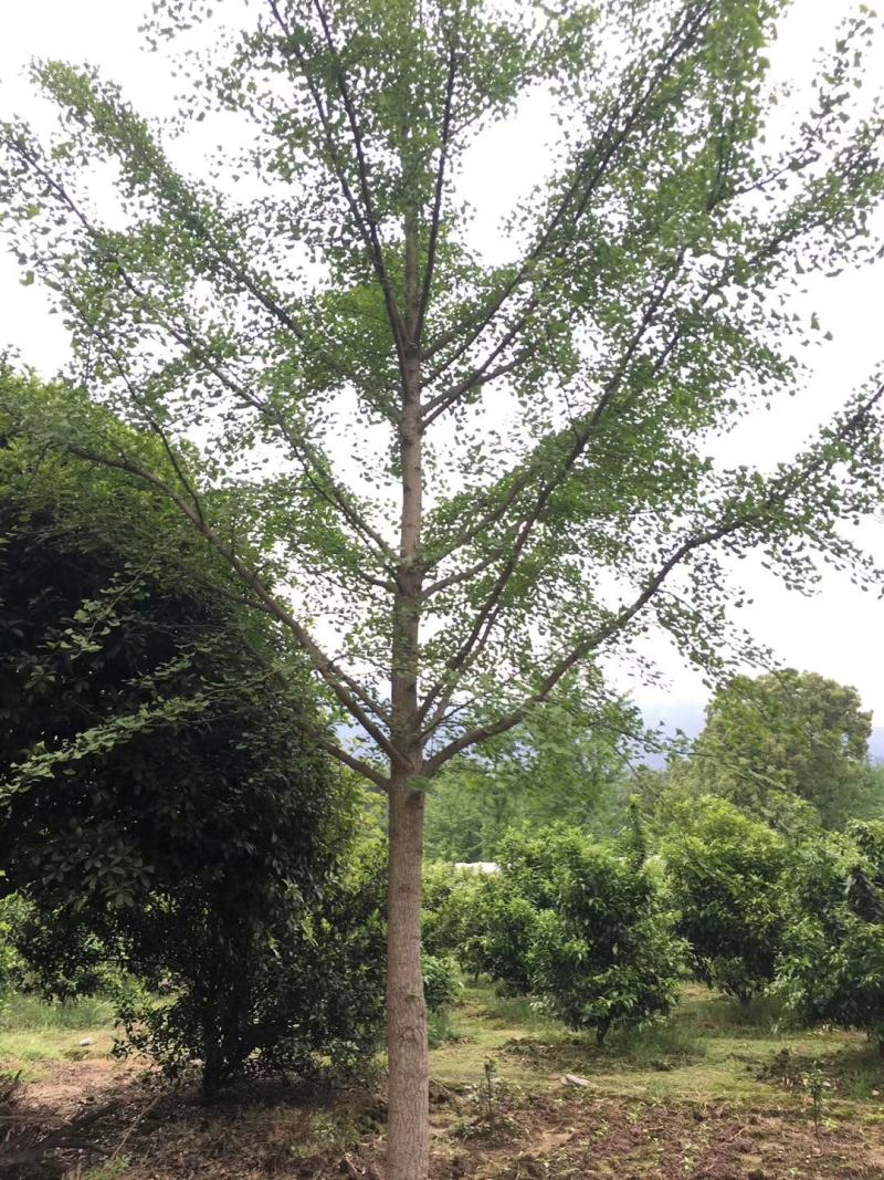 银杏树，广西桂林苗木基地，常年供应5/100公分银杏树