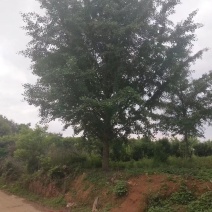 银杏树，广西桂林苗木基地，常年供应5/100公分银杏树
