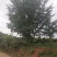 银杏树，广西桂林苗木基地，常年供应5/100公分银杏树