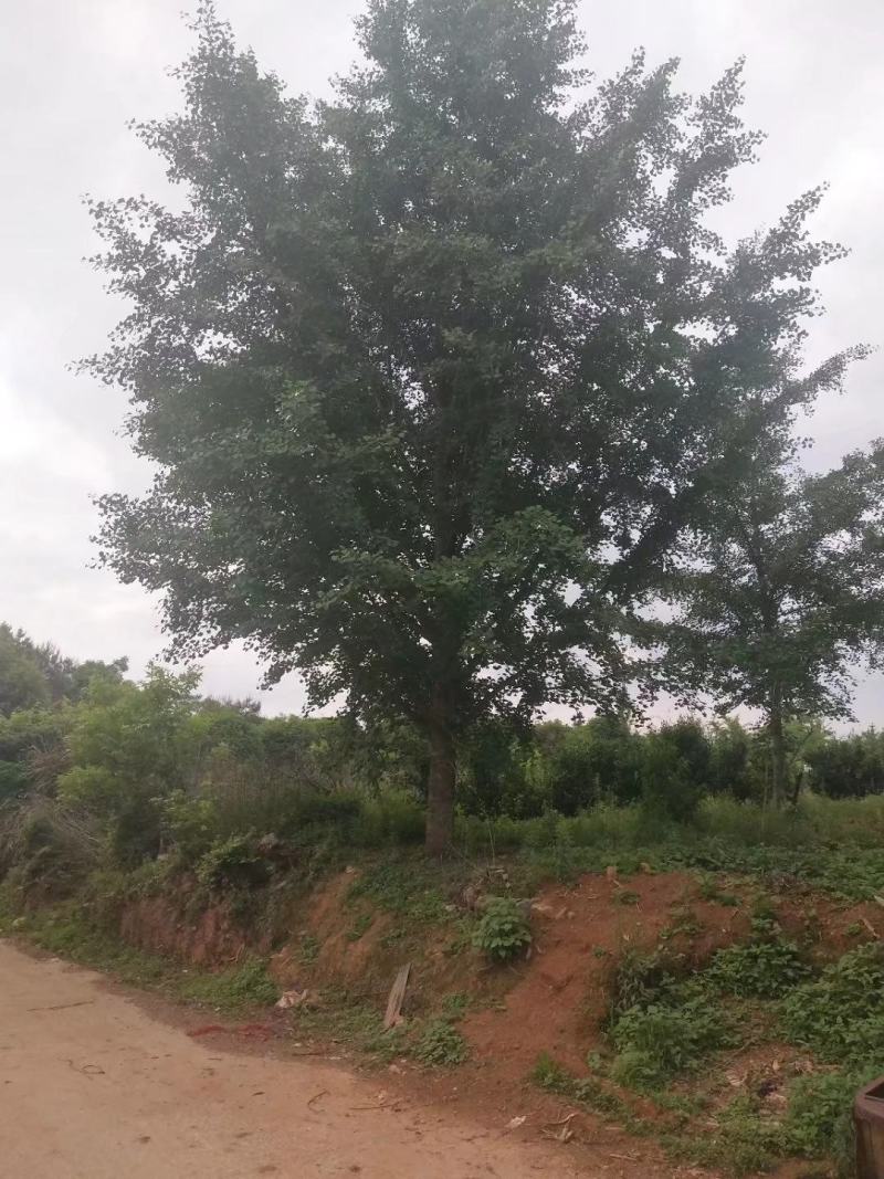 银杏树，广西桂林苗木基地，常年供应5/100公分银杏树