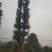 银杏树，广西桂林苗木基地，常年供应5/100公分银杏树