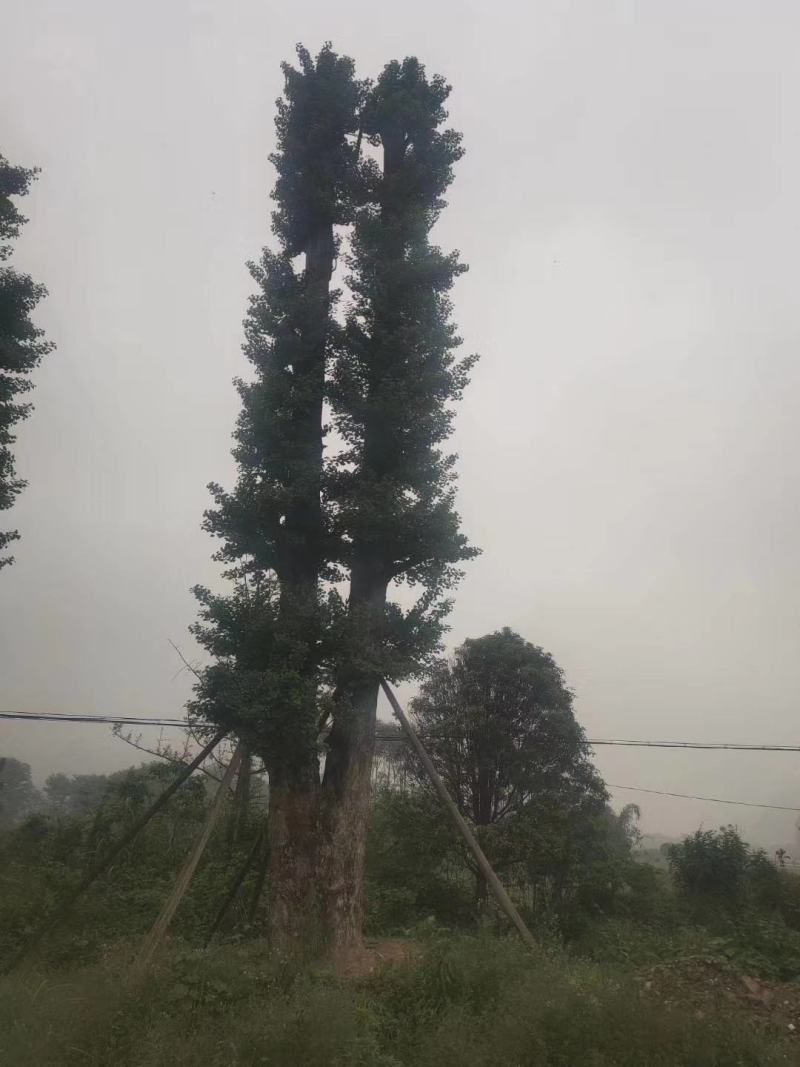 银杏树，广西桂林苗木基地，常年供应5/100公分银杏树