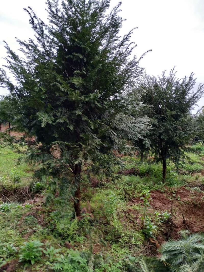 红豆杉，广西桂林苗木基地，常年供应1/20公分红豆杉，