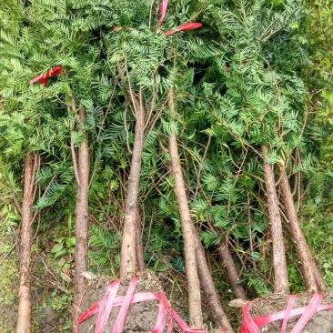 红豆杉，广西桂林苗木基地，常年供应1/20公分红豆杉，