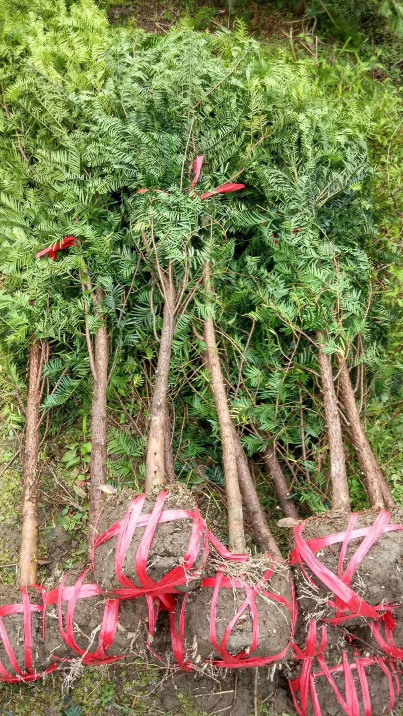 红豆杉，广西桂林苗木基地，常年供应1/20公分红豆杉，