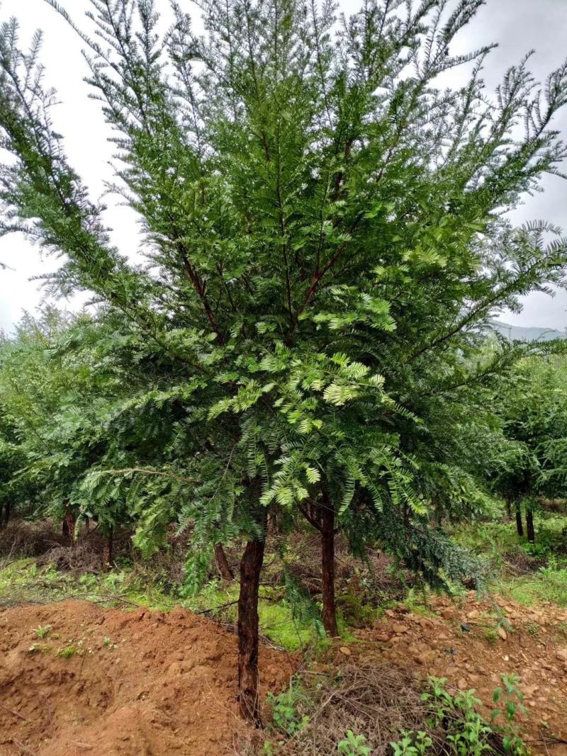 红豆杉，广西桂林苗木基地，常年供应1/20公分红豆杉，