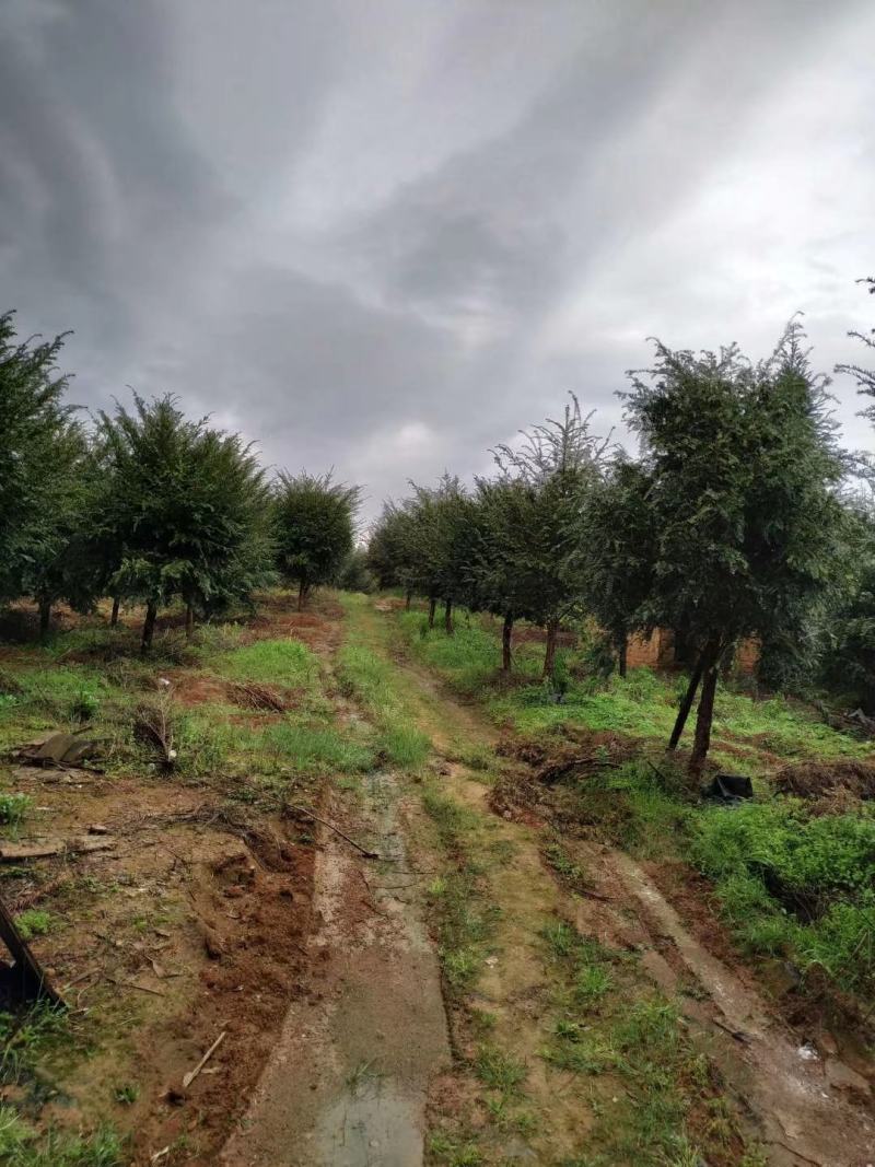 红豆杉，广西桂林苗木基地，常年供应1/20公分红豆杉，