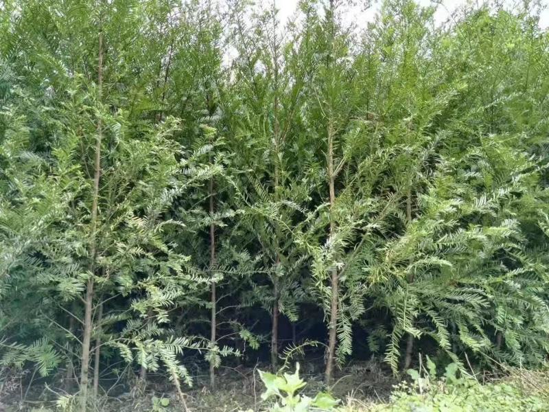 红豆杉，广西桂林苗木基地，常年供应1/20公分红豆杉，