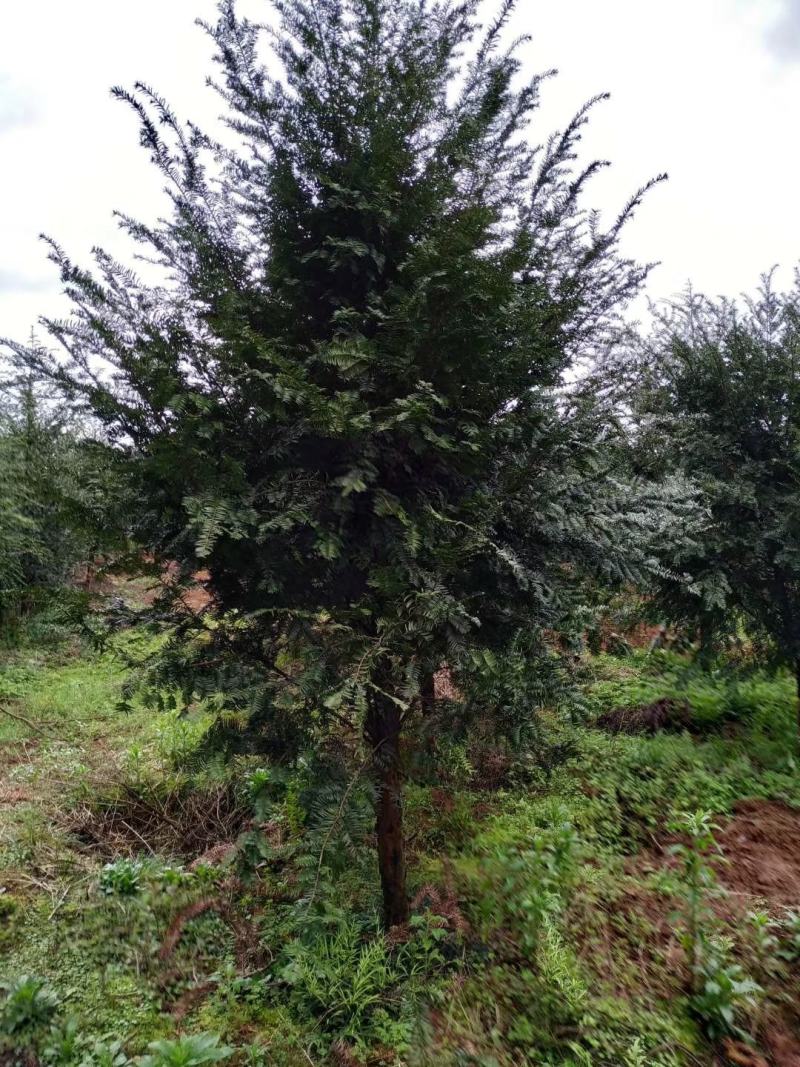 红豆杉，广西桂林苗木基地，常年供应1/20公分红豆杉，
