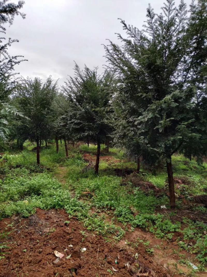 红豆杉，广西桂林苗木基地，常年供应1/20公分红豆杉，