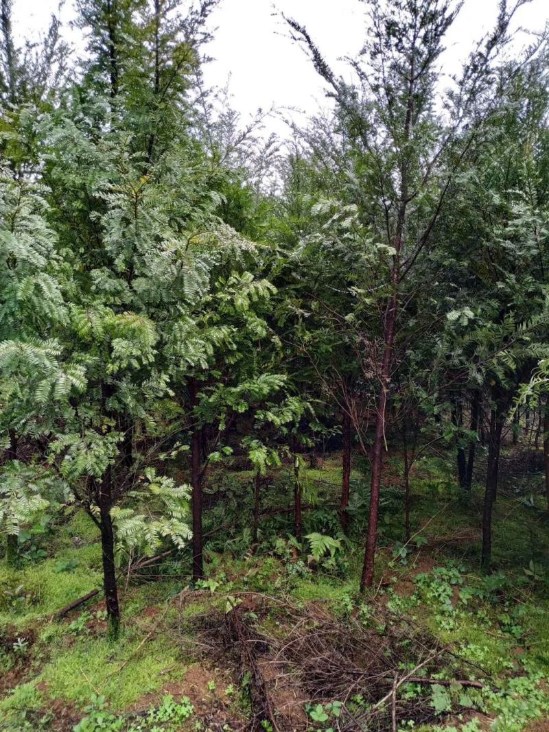 红豆杉，广西桂林苗木基地，常年供应1/20公分红豆杉，