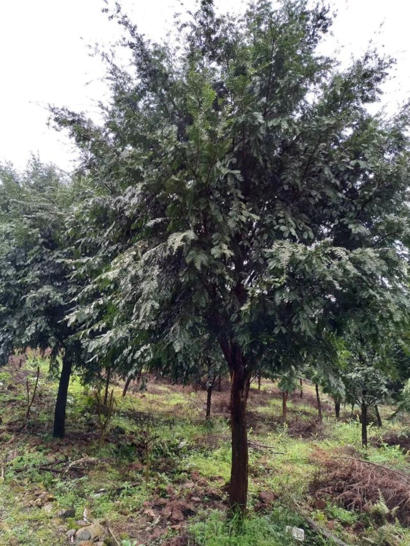 红豆杉，广西桂林苗木基地，常年供应1/20公分红豆杉，