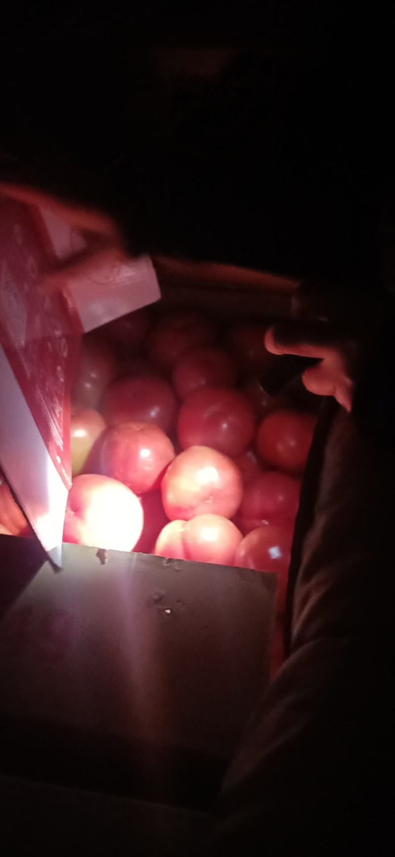 河北唐山乐亭县，硬粉西红柿通货硬粉弧二以上，大量上