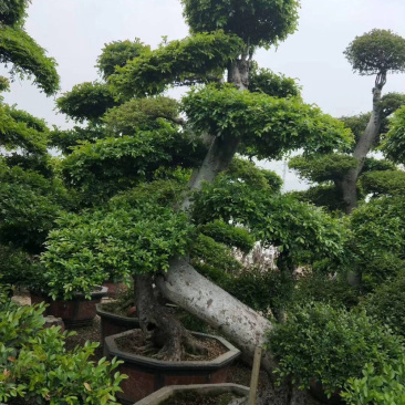 福建精品榆树桩漳州基地榆树桩头盆景榆树桩价格行情