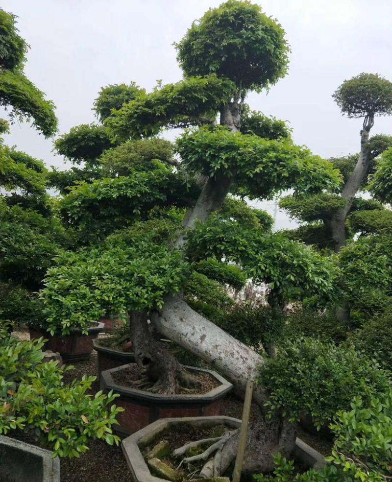 福建精品榆树桩漳州基地榆树桩头盆景榆树桩价格行情