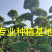 福建精品榆树桩漳州基地榆树桩头盆景榆树桩价格行情