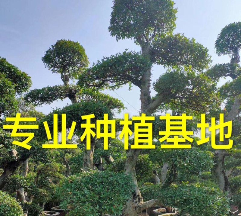 福建精品榆树桩漳州基地榆树桩头盆景榆树桩价格行情