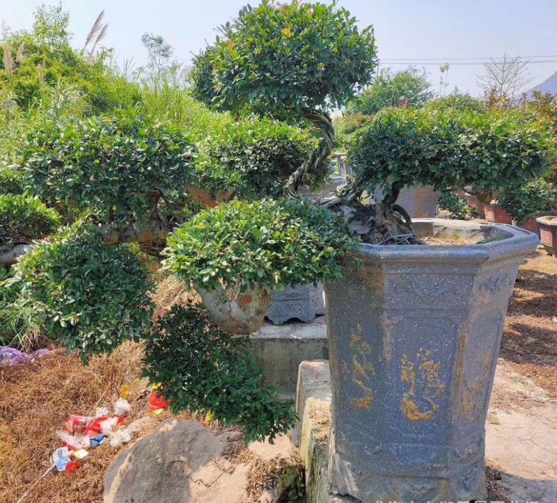 福建精品榆树桩漳州基地榆树桩头盆景榆树桩价格行情