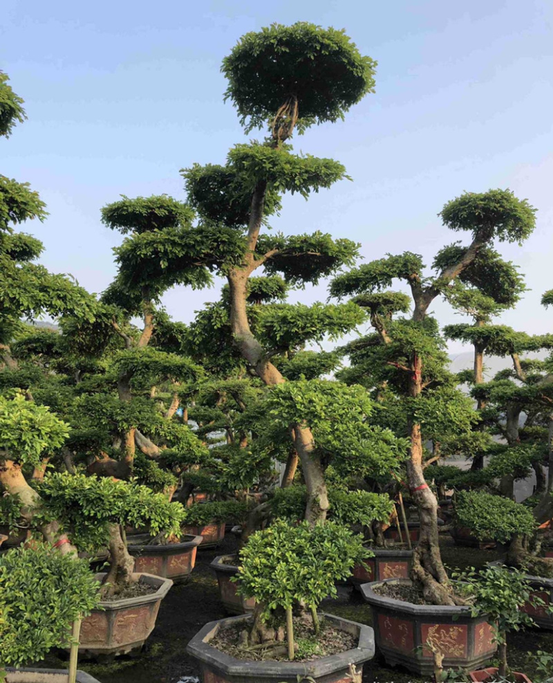 福建精品榆树桩漳州基地榆树桩头盆景榆树桩价格行情