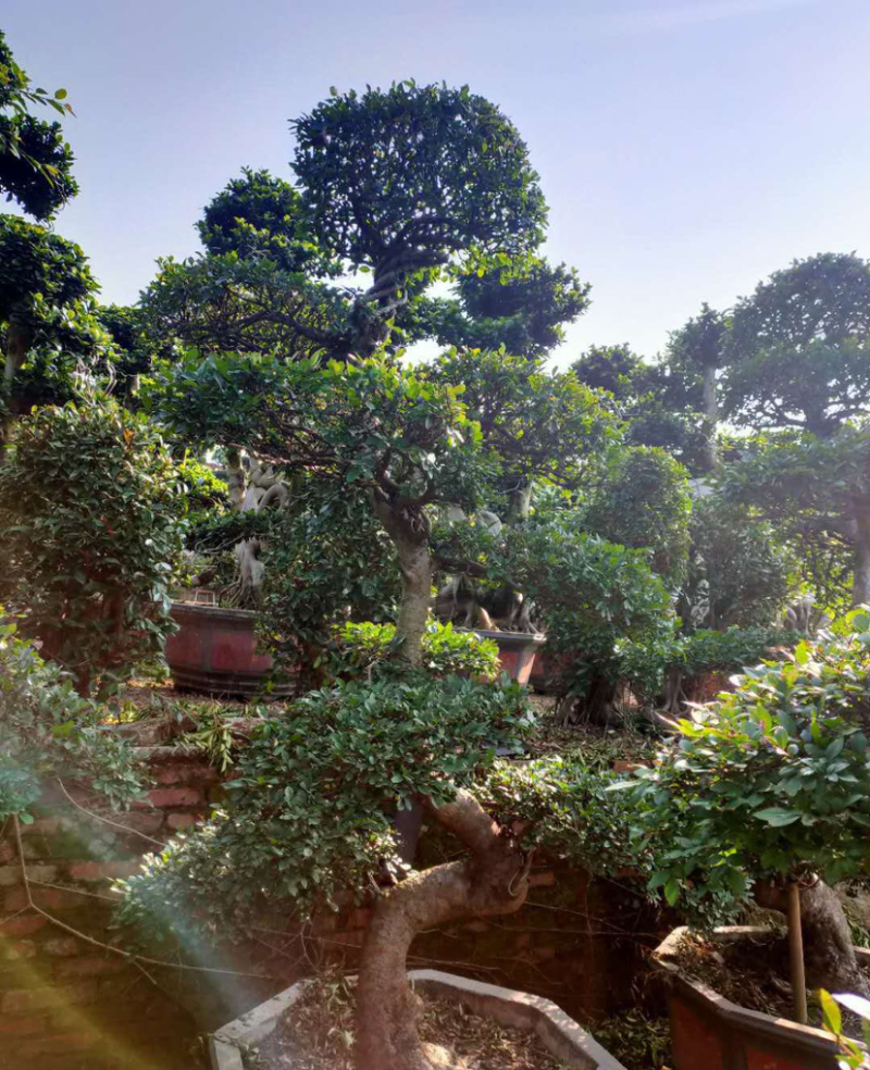 福建精品榆树桩漳州基地榆树桩头盆景榆树桩价格行情