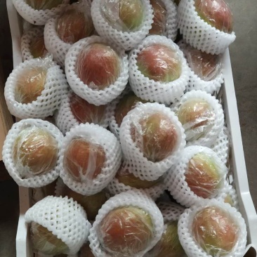媚梨香甜多汁囗感好，糖度13个