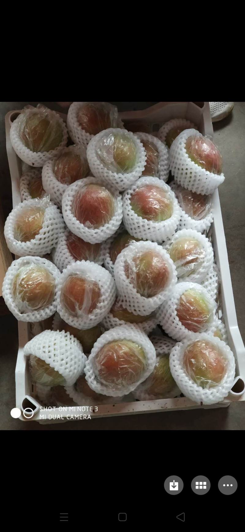 媚梨香甜多汁囗感好，糖度13个