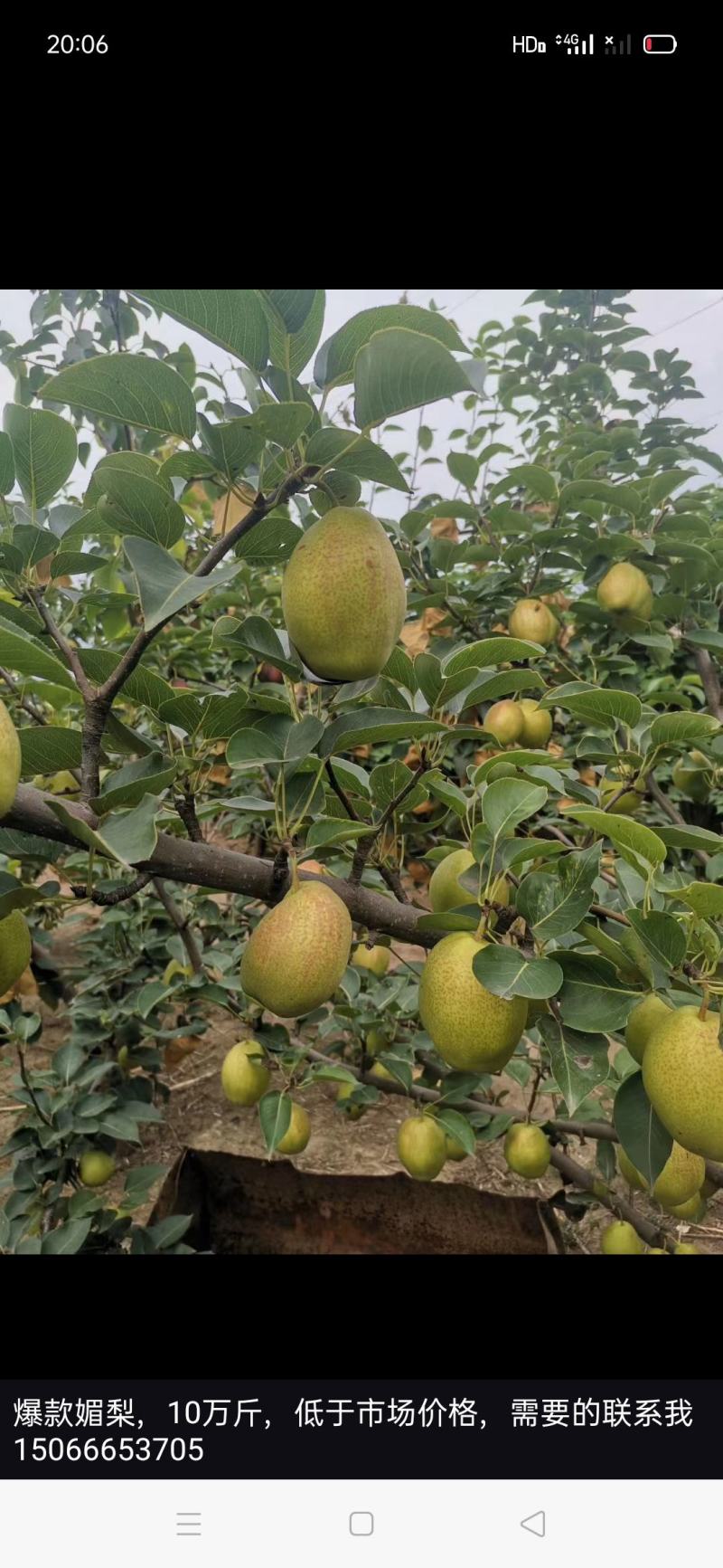 媚梨香甜多汁囗感好，糖度13个