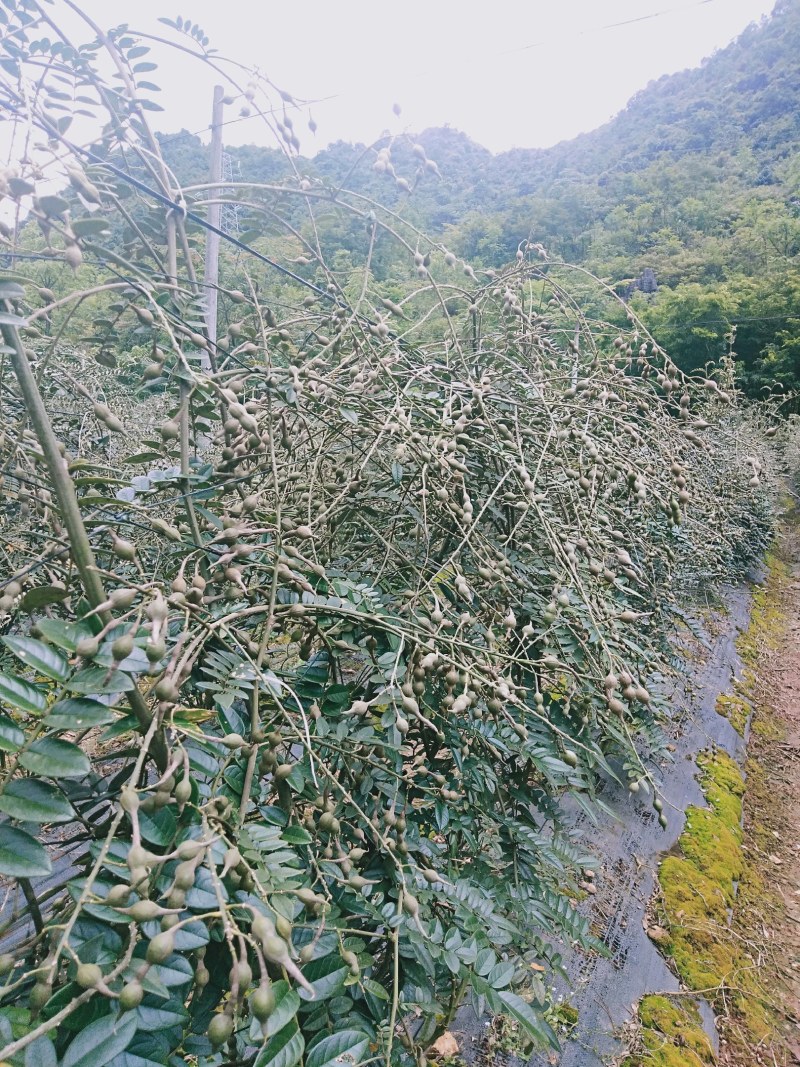 (山豆根）种子欢迎各位老板订购先到先得
