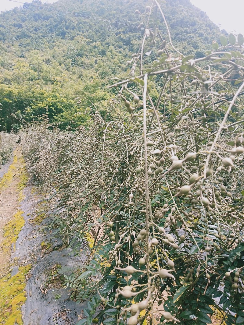 (山豆根）种子欢迎各位老板订购先到先得